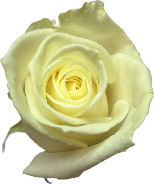 Witte Avalanche-rozen van Rozen Scheers