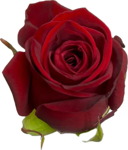 Rode Con Amore-rozen geteeld in Kontich
