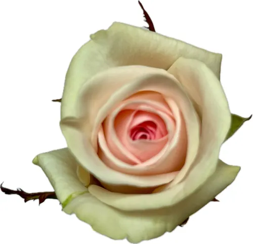 Sweet Revival-rozen van Rozen Scheers