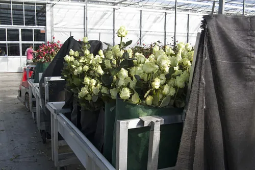 Werk in de rozenkwekerij